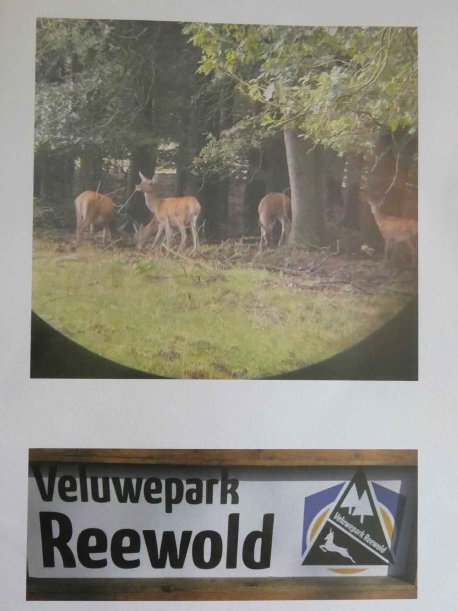Veluwepark Reewold #Chalet Buizerd# Tussen Het Bosrijke Putten En Garderen Exterior foto